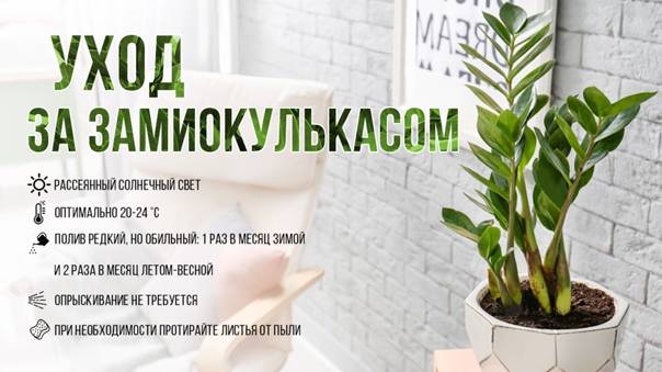 Замиокулькас – уход в домашних условиях за цветком