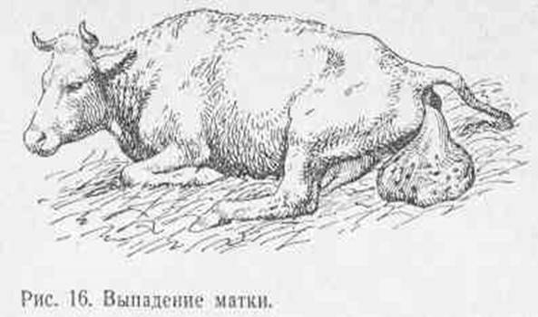 Осложнения после отела коровы | задержание последа коровы после отела | лечение осложнений после отела