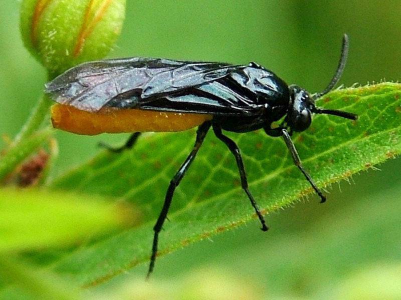 Пилильщик — прожорливая гусеница, которая может выпилить ваш сад