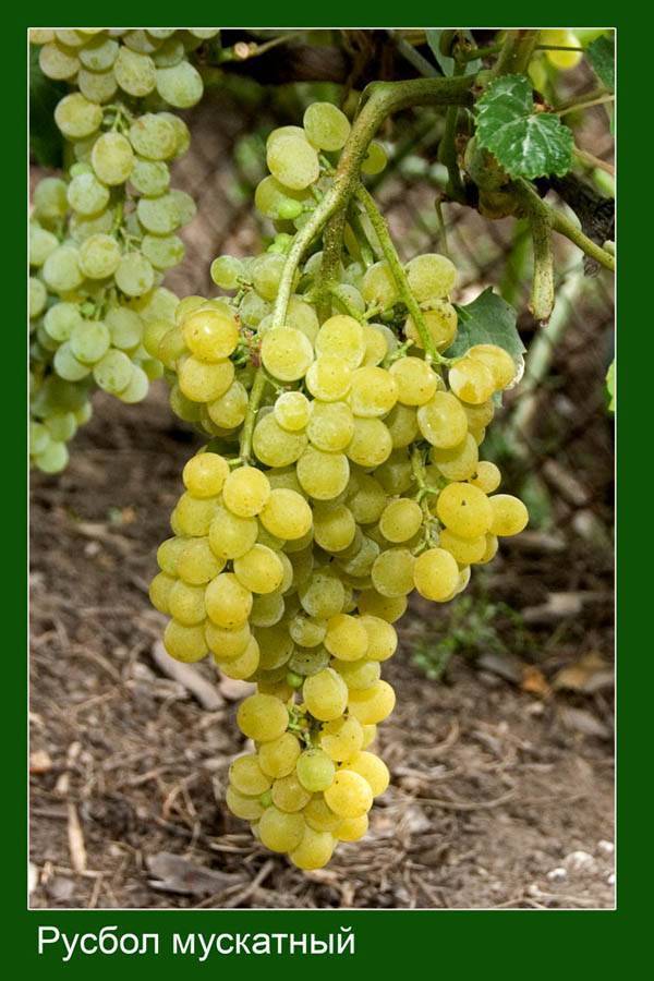 Виноград русбол улучшенный: описание сорта, фото, отзывы