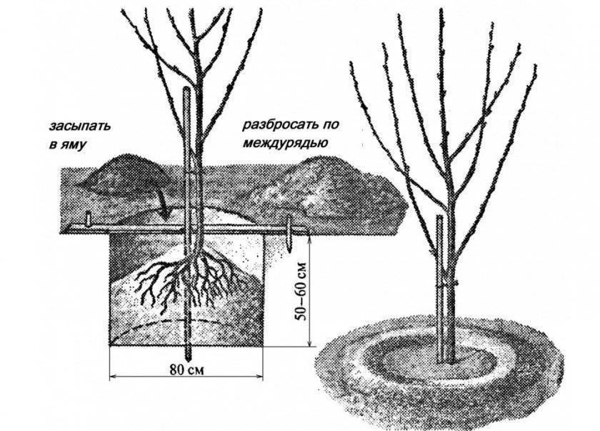 Посадка вишни весной: как посадить вишню саженцами, пошаговая инструкция для начинающих