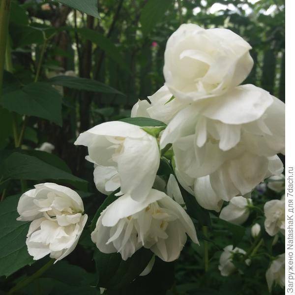 Жасмин садовый (чубушник) mont blanc (монблан): посадка и уход, фото