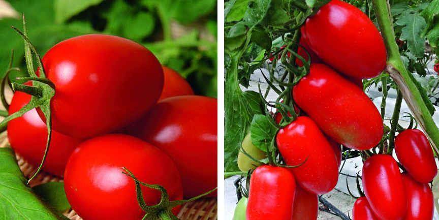 ✅ о томате гаспачо: описание сорта, характеристики помидоров, посев