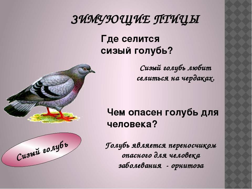 Болезни голубей и их лечение: какие инфекции переносит больная птица
