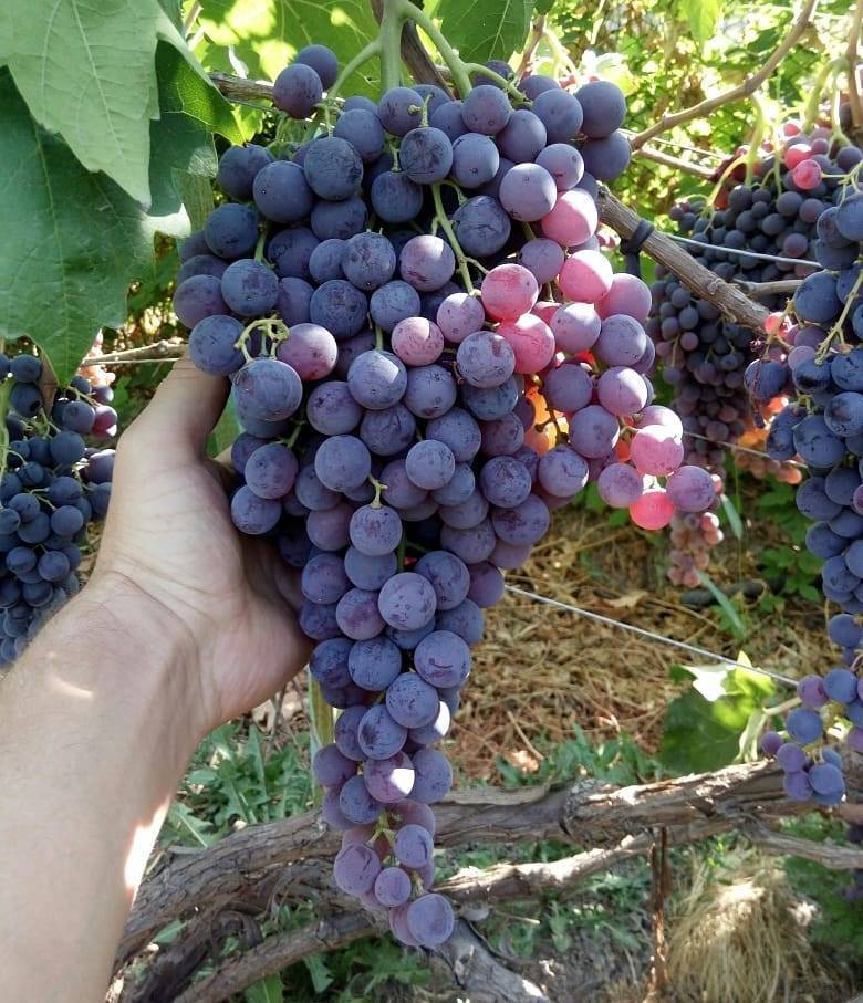 Популярный сорт винограда «молдова»