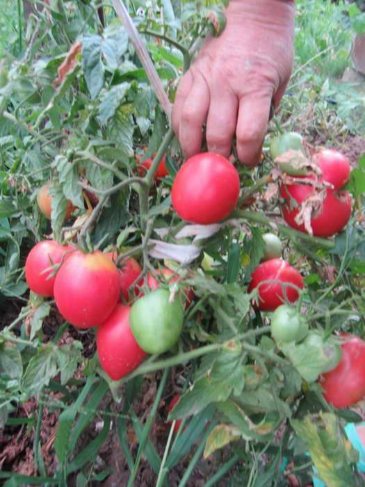 Томат кемеровец: отзывы огородников, фото кустов и выращенных плодов, секреты ухода для обильного урожая