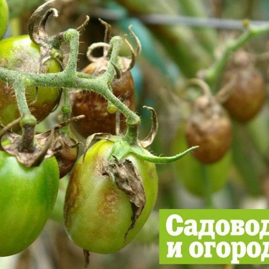 Фитофтора на помидорах: как бороться, самые эффективные средства
