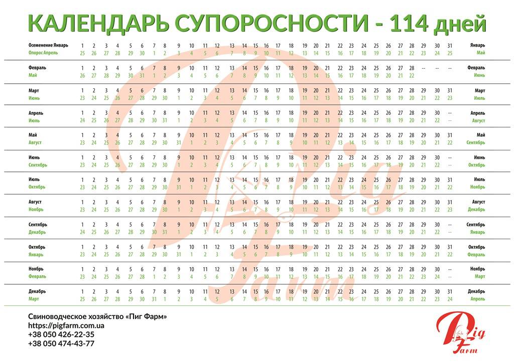 ᐉ роды (опорос) свиньи в домашних условиях: признаки и прием - zooon.ru