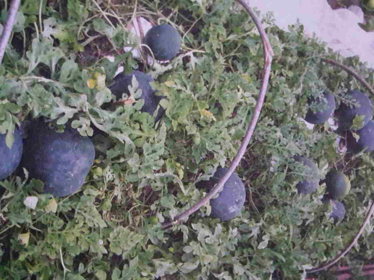 Арбузы в сибири: выращивание в грунте, когда сеять и как садить