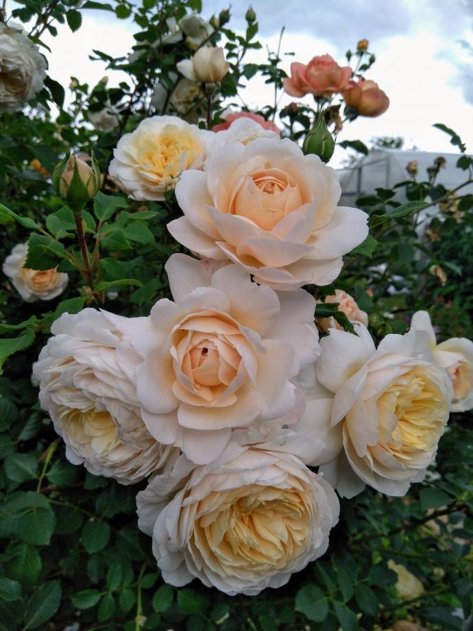 Роза крокус роуз (crocus rose): описание сорта, характеристики, правила посадки и ухода