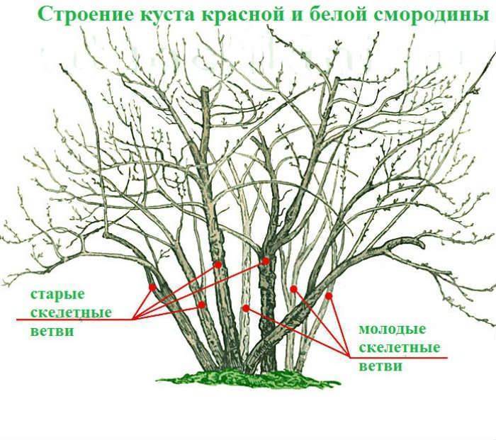 Как обрезать калину весной схема