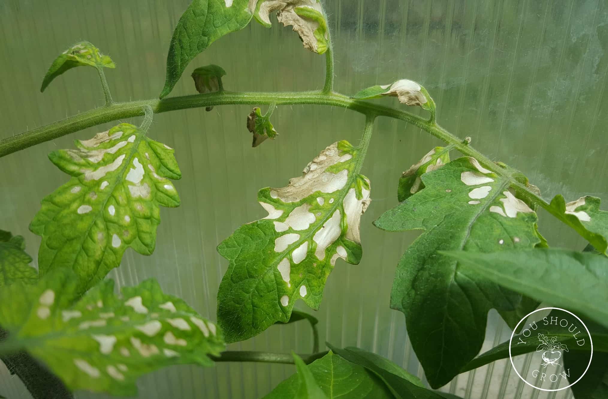 Мелкие пятна на листьях томатов в теплице фото
