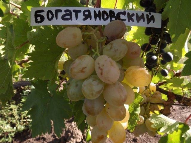 Виноград богатяновский: описание сорта, фото, отзывы, характеристики и особенности выращивания