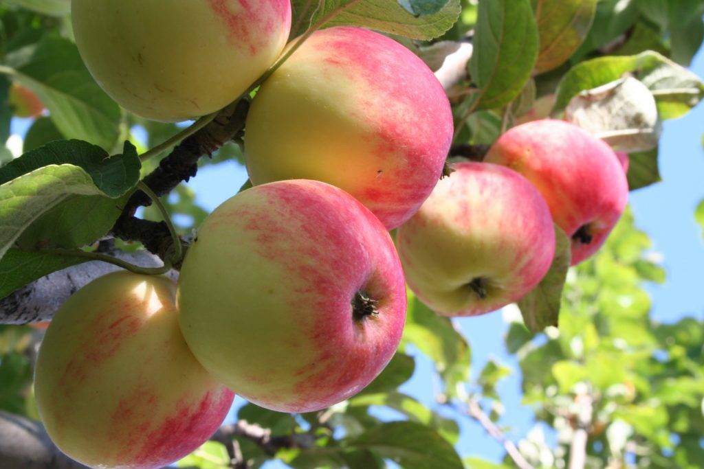 Яблоня мантет: особенности сорта и ухода