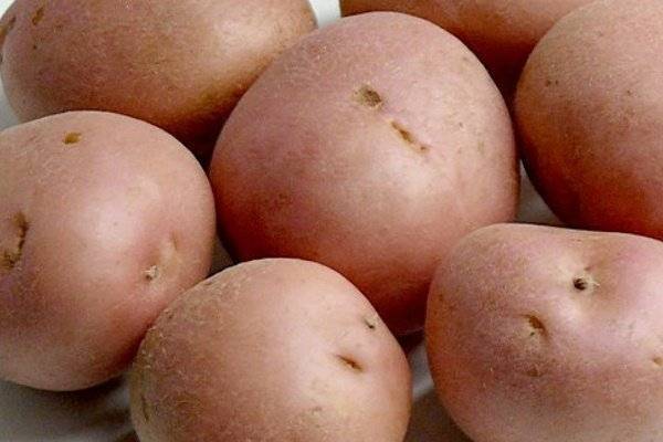 Картофель романо: характеристика сорта и особенности выращивания