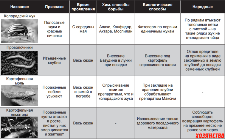 Основные вредители и болезни овощных культур и меры борьбы с ними