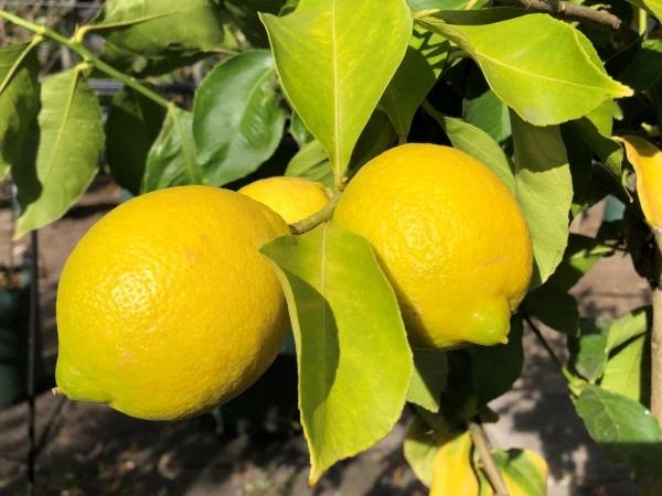 Лучшие сорта лимонов для выращивания дома