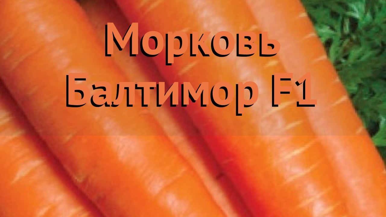Морковь балтимор f1 (baltimore f1): описание сорта, фото, отзывы
