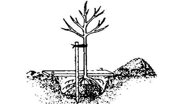Абрикосы в средней полосе: выращивание, посадка и уход