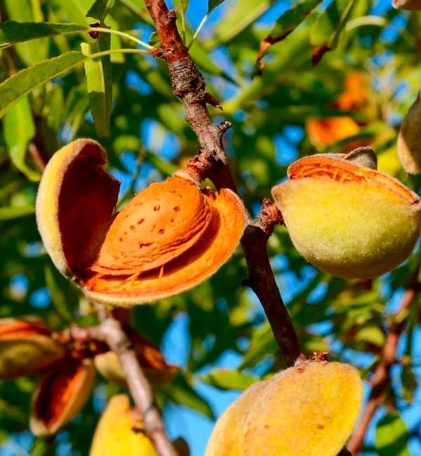 Миндальное дерево — источник ценных витаминов и микроэлементов