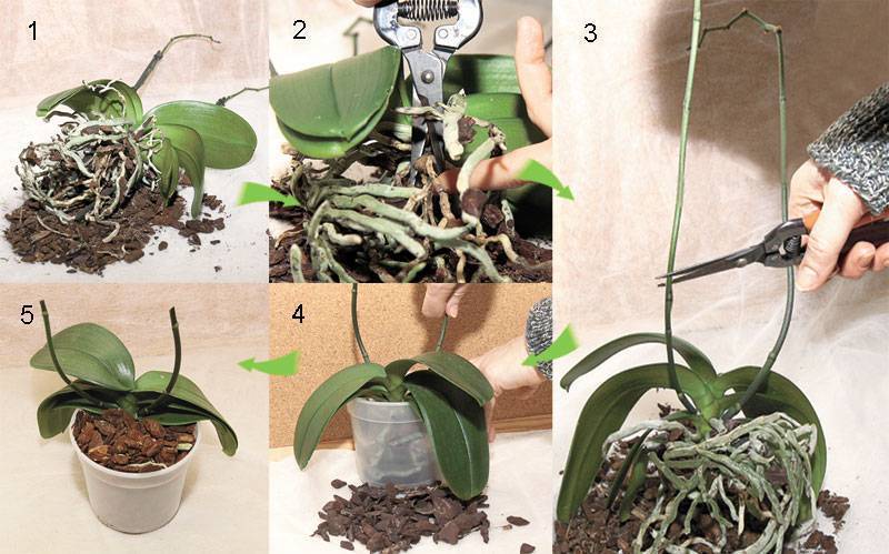 Как пересадить орхидею в домашних условиях пошаговое с большими корнями фото пошагово
