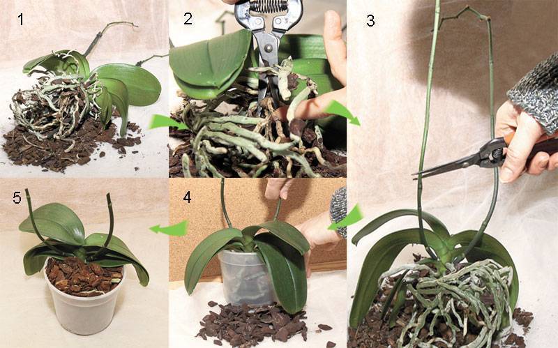 Как правильно пересадить орхидею в домашних условиях пошаговое фото