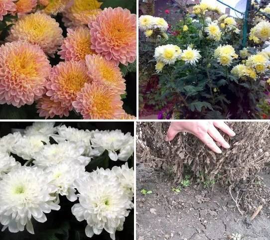 Белые хризантемы: сорта, особенности ухода, фото - sadovnikam.ru