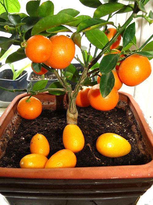 Как вырастить апельсин в домашних условиях?