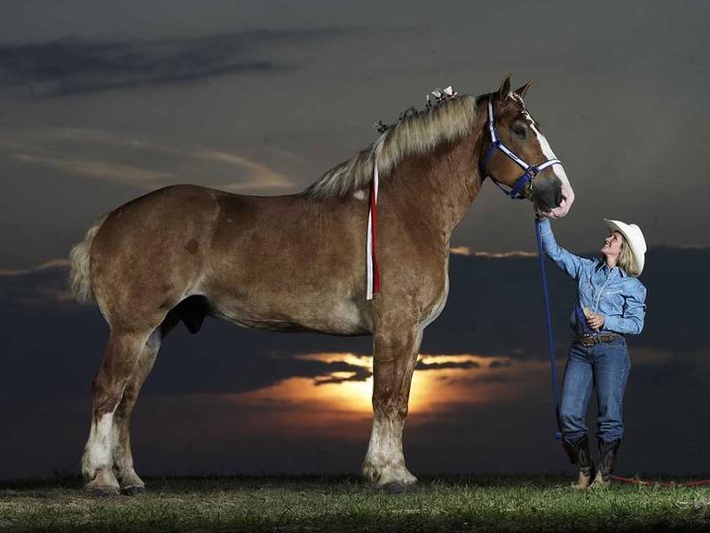 Рейтинг самых больших лошадей в мире: мировые рекордсмены