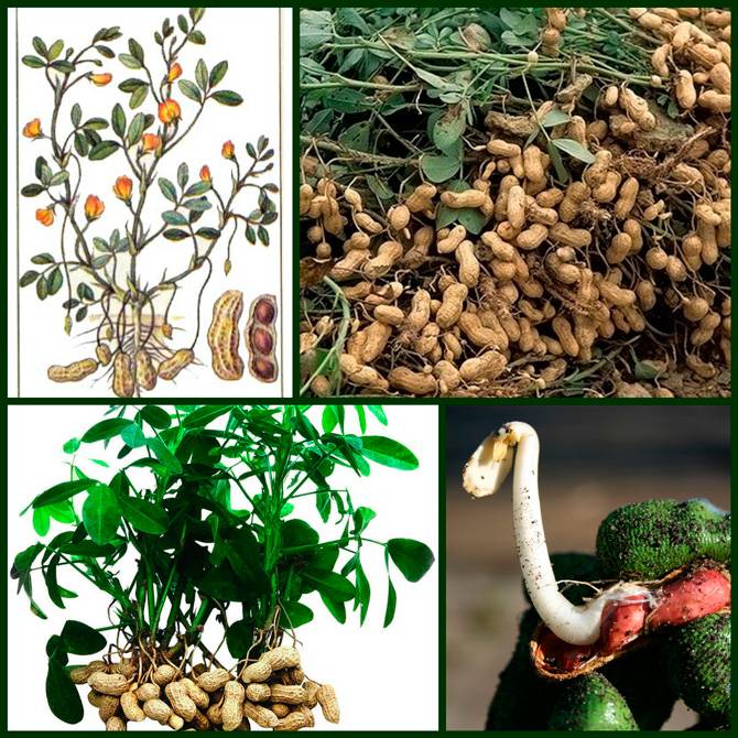 Как и где растет арахис в природе: фото разных видов