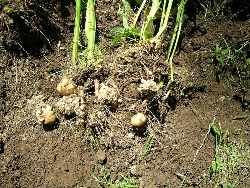 Рак картофеля: фото как выглядит и описание возбудителя, поражающего клубни растения, какова опасность для человека и меры борьбы