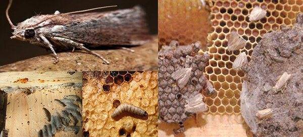 Мыши на пасеке: защита ульев, способы борьбы | пчеловодство | пчеловод.ком
