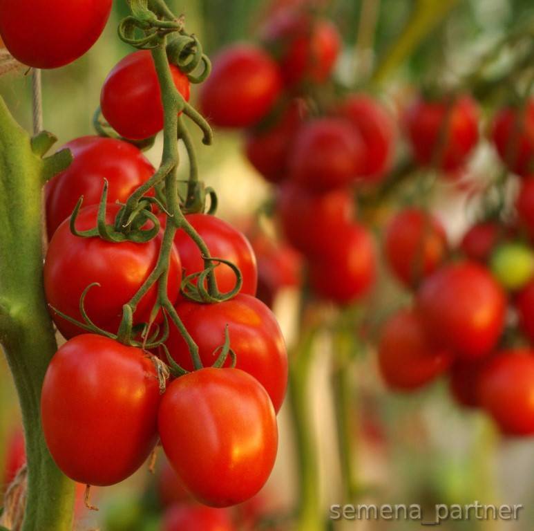 Кладоспориоз томатов: симптомы и лечение