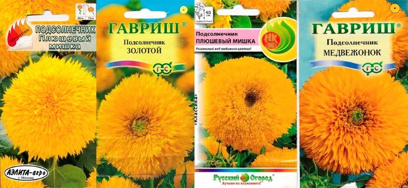 ᐉ подсолнечник: выращивание из семян, фото, посадка и уход в открытом грунте, виды и сорта - roza-zanoza.ru