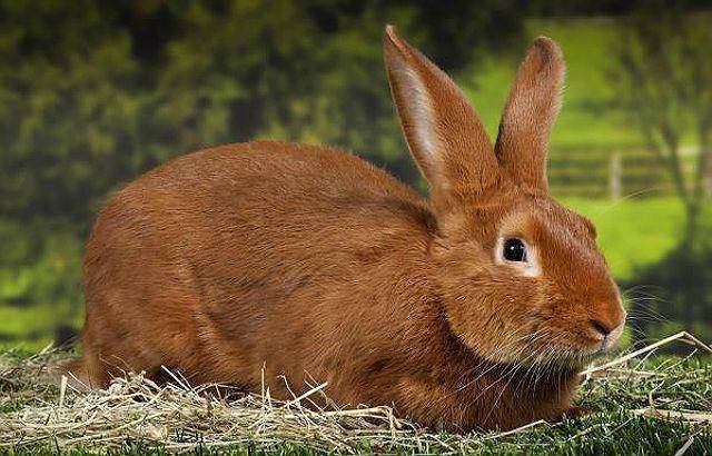 Обзор рыжих кроликов: описание и фото