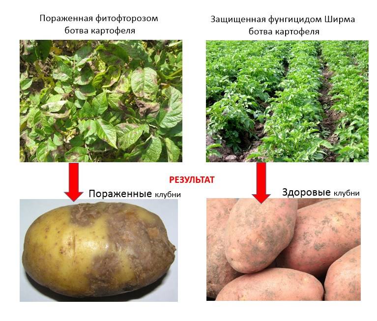 Болезни клубней картофеля фото описание и лечение