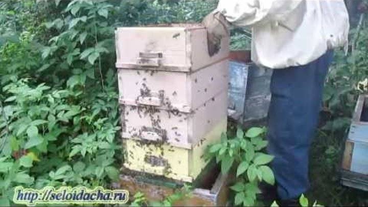 Пчелопакеты – что это такое, как их формируют и содержат
