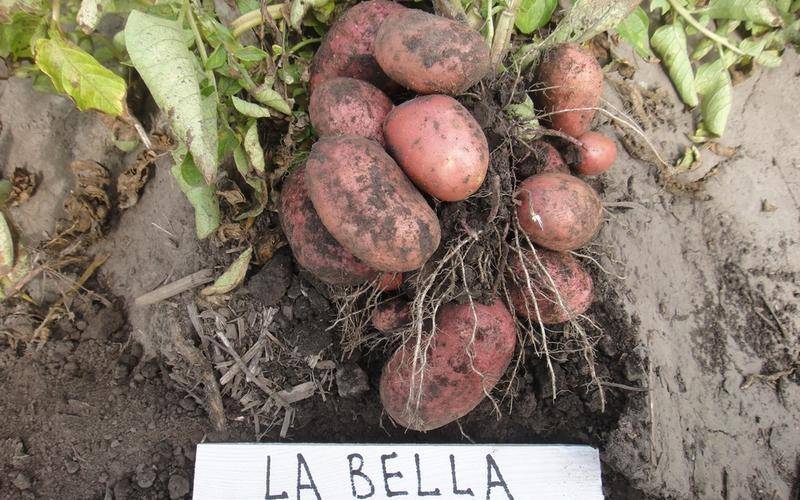 Картофель лабелла: описание сорта, выращивание, фото и отзывы огородников