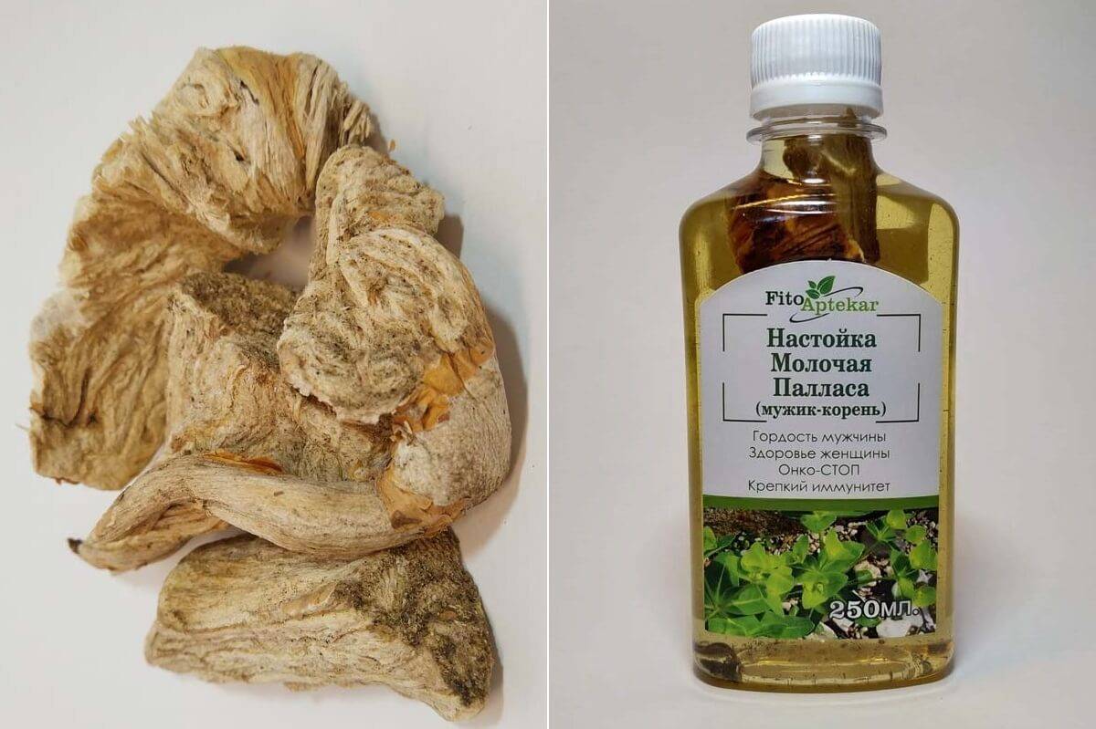 Молочай палласа