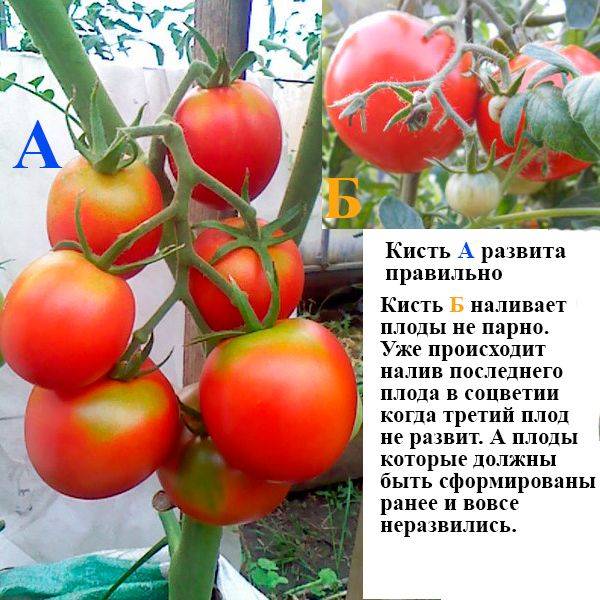 Подкормка томатов: когда и чем подкармливать помидоры во время цветения и плодоношения, как повысить урожайность