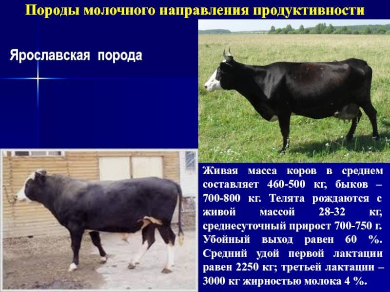 Коровы ярославской породы: описание и отличительные характеристики крс