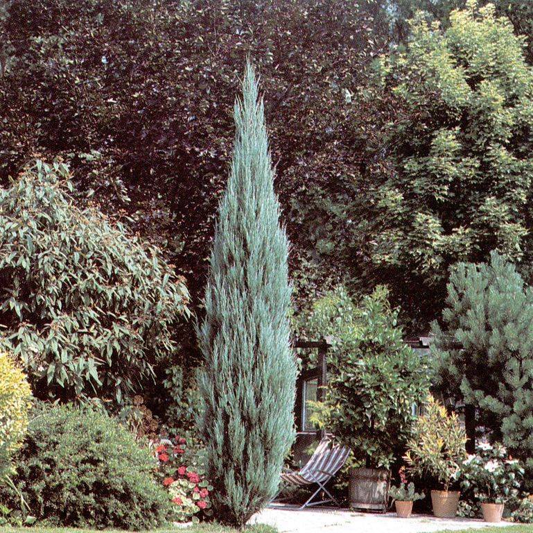 ᐉ можжевельник скальный фишт посадка и уход – juniperus scopulorum - zoo-mamontenok.ru