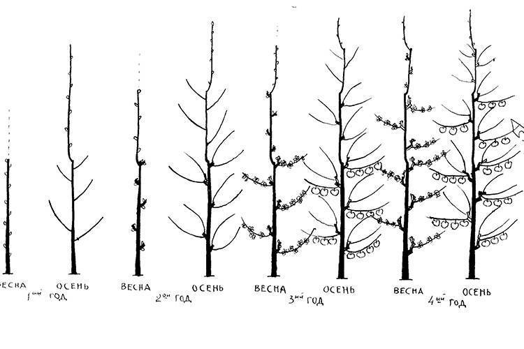 Обрезка колоновидных яблонь осенью для начинающих в картинках: фото пошагово, схемы