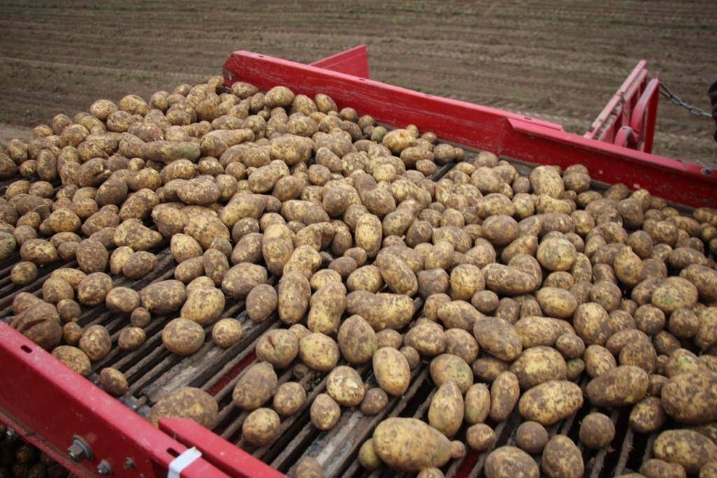 Сорт картофеля "янка": описание и характеристика, агротехника выращивания и особенности хранения картошки, фото внешнего вида