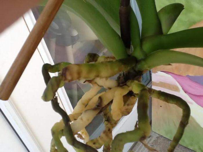 Плохие корни у орхидеи фото