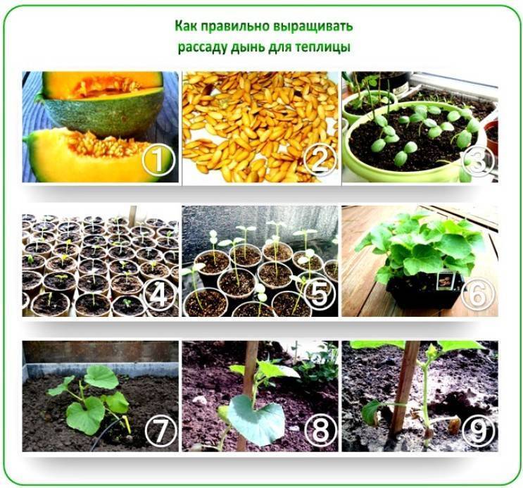 Когда сеют семена арбуза. Рассада дыни всходы. Рассада арбузов. Рассада дыни и арбуза. Посадка арбузов на рассаду.