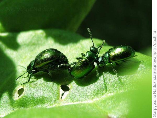 Как избавиться от жука листоеда - средства борьбы, профилактика