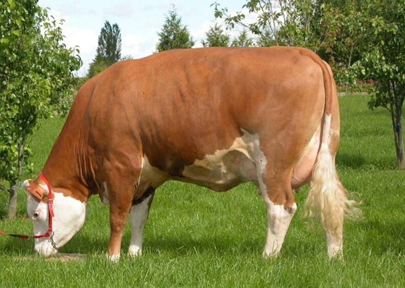 Универсальная симментальская порода коров: внешний вид, достоинства, недостатки, содержание