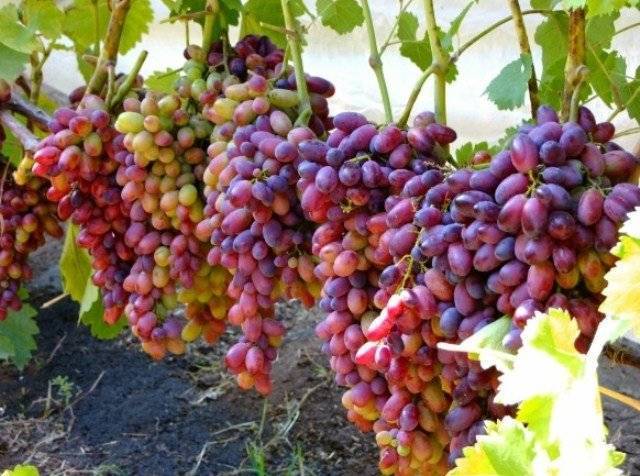 Сорт винограда тимур — описание уход отзывы