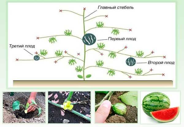 Обрезка арбузов в открытом грунте схема